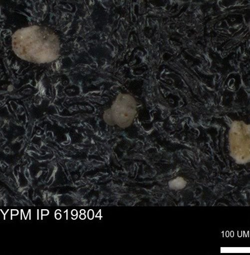 undet. Foraminiferida