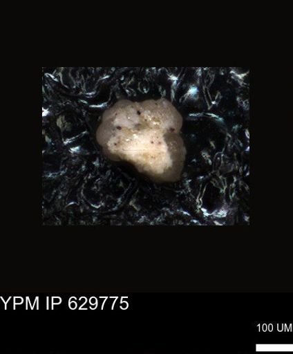 undet. Foraminiferida