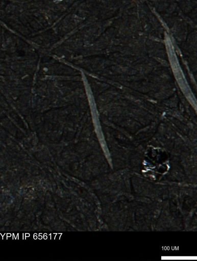 Porifera