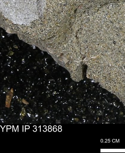 undet. Scaphopoda