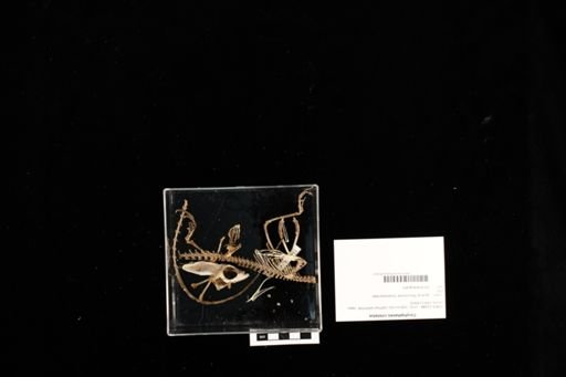 Corytophanes cristatus