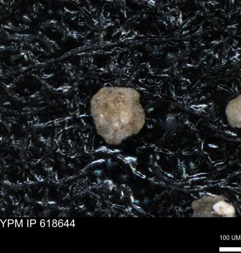 undet. Foraminiferida