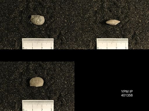 Plectorthis plicatella