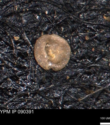Foraminiferida
