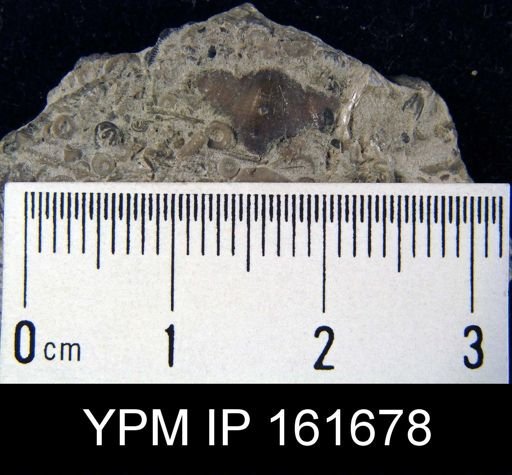 Plectambonites transversalis