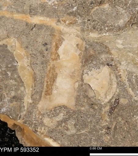 undet. Mollusca