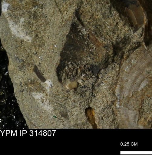 undet. Mollusca