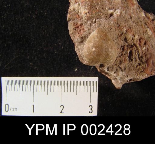 undet. Brachiopoda