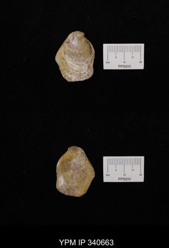 Ostrea translucida