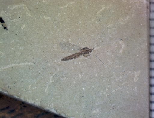 undet. Nematocera