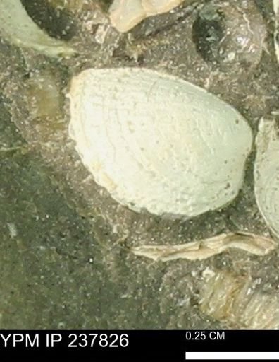 Limopsis striatopunctatus