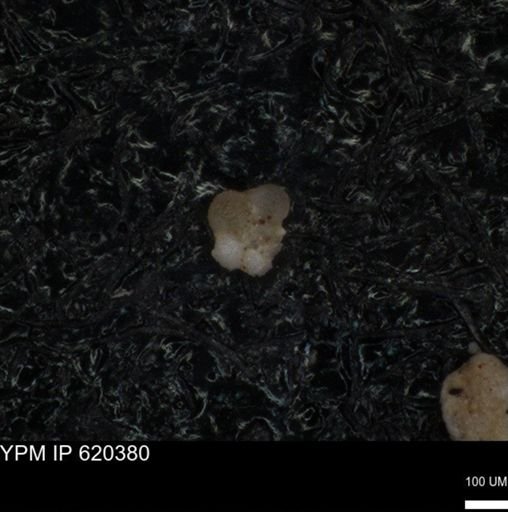 undet. Rugoglobigerinidae