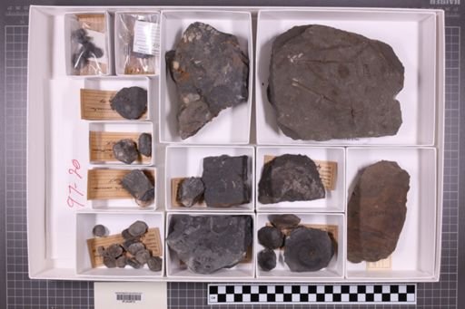 mixed taxa, stratigraphic collection