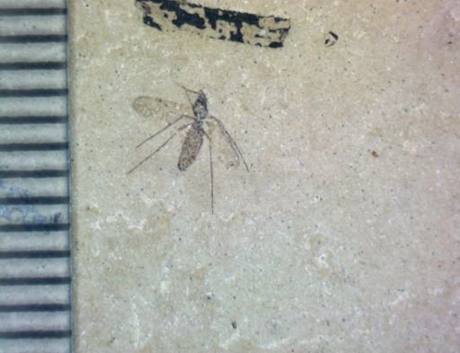 undet. Diptera