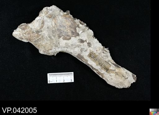 undet. Ichthyodectidae