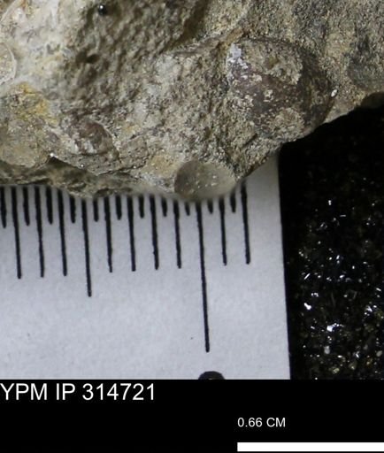 undet. Bivalvia