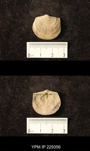 Derbya crassa texana