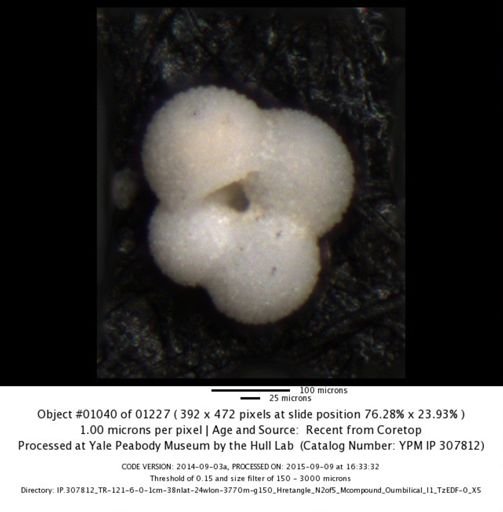 undet. Foraminiferida
