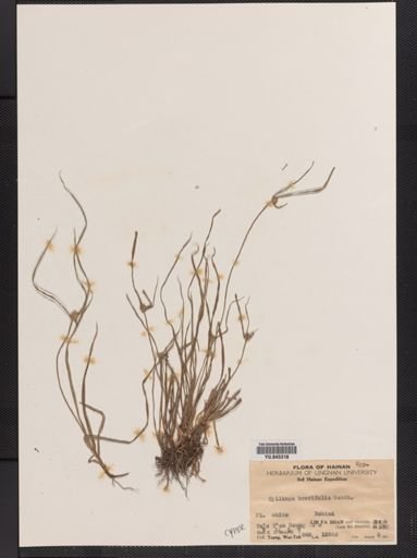 Plantae