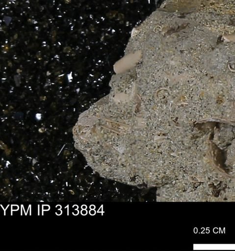 undet. Scaphopoda