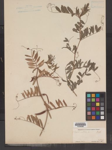Vicia sativa
