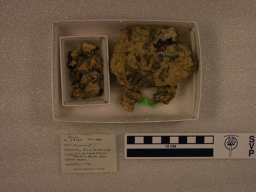 Oxyaenidae?