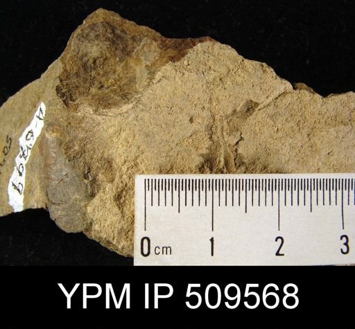 undet. Linguloidea