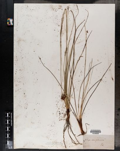 Rhynchospora