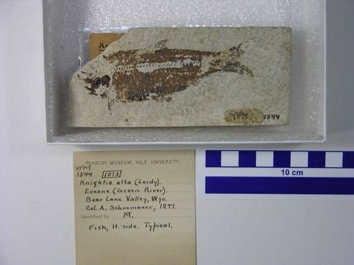 Knightia alta