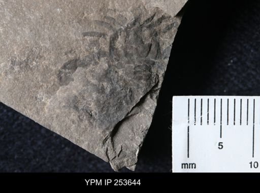 Eurypterus sp.