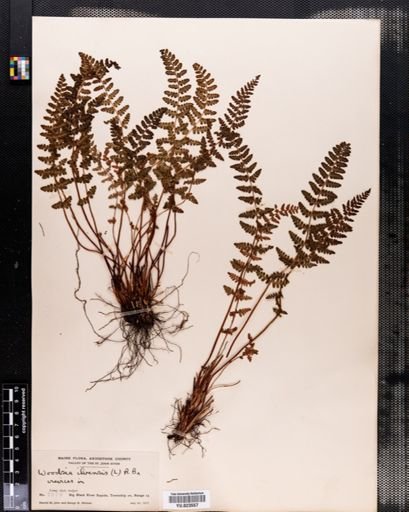 Woodsia ilvensis
