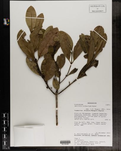 Plantae