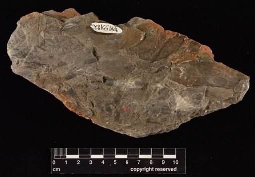 Cladophlebis browniana