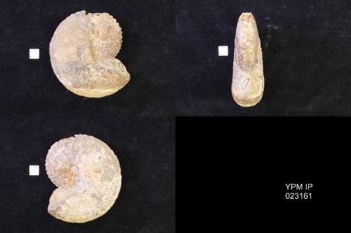 Jeletzkytes nebrascensis