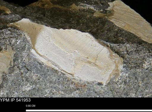 Limopsis striatopunctatus