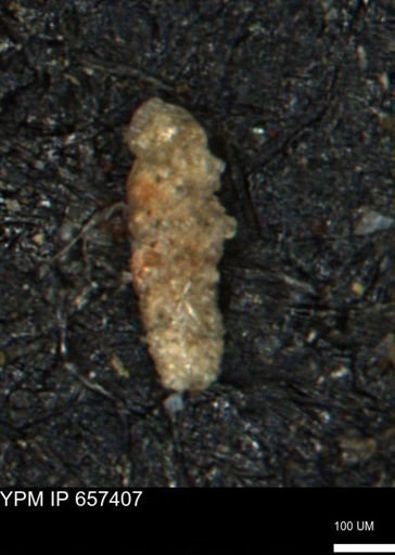 Ammobaculoides whitneyi