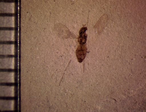 undet. Diptera