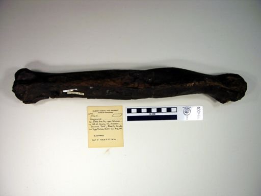 Gorgosaurus sp.