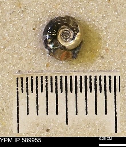 Hoploscaphites nicolletii