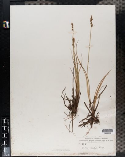 Carex canescens