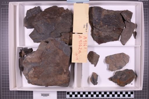 mixed taxa, stratigraphic collection
