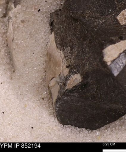 undet. Bivalvia