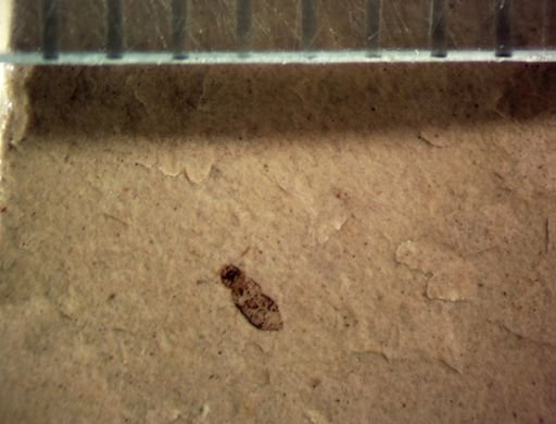 undet. Staphylinidae