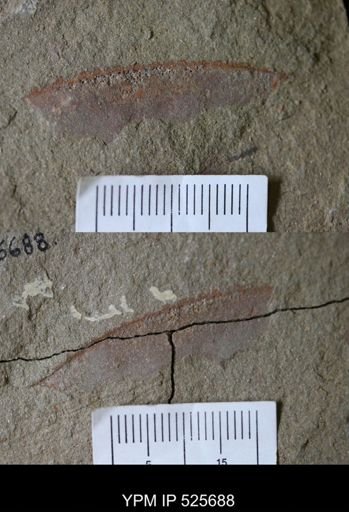 undet. Arthropoda