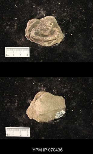 Heliolites nucella
