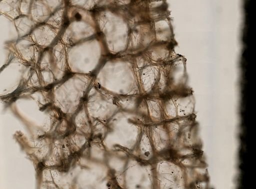 Chalinidae