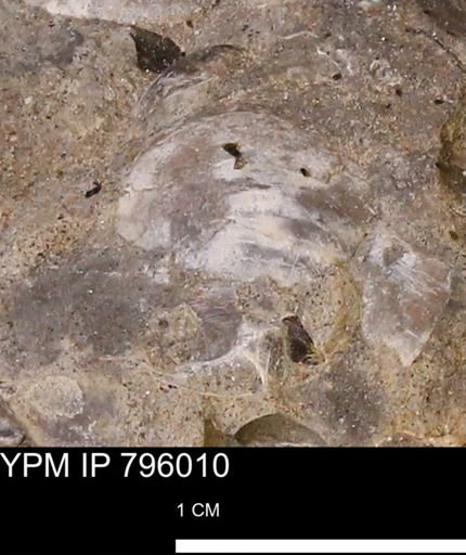 undet. Bivalvia