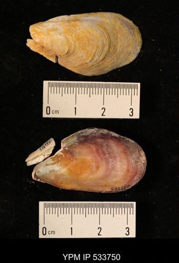 Modiolus modiolus