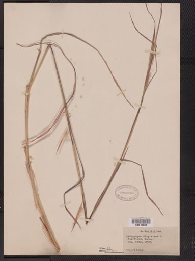 Andropogon virginicus