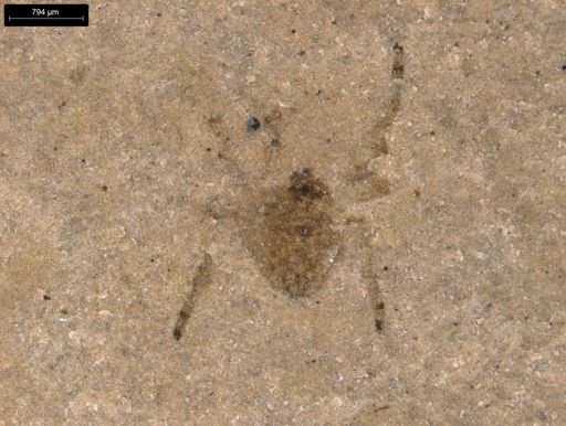 undet. Araneida